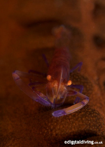 Soft Focus Image of Imperial Partner Shrimp by David Henshaw 